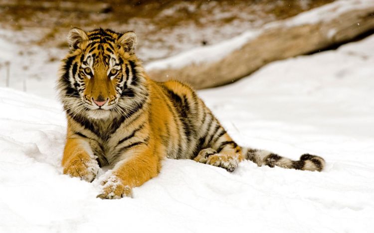 Wallpapers Animals Felines - Tigers Wallpaper N331166