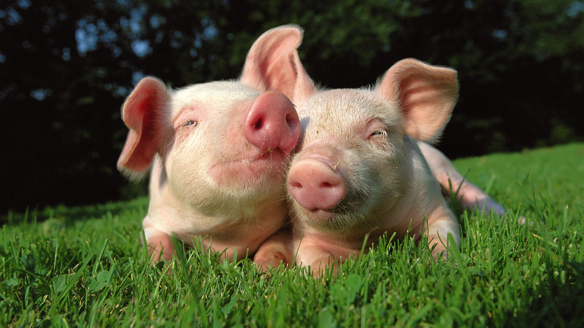 Wallpapers Animals Pigs 