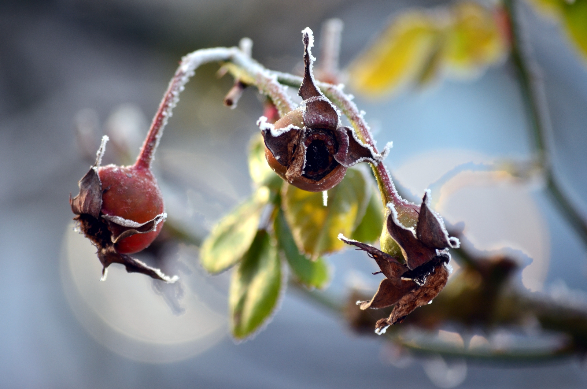 Fonds d'cran Nature Fruits 