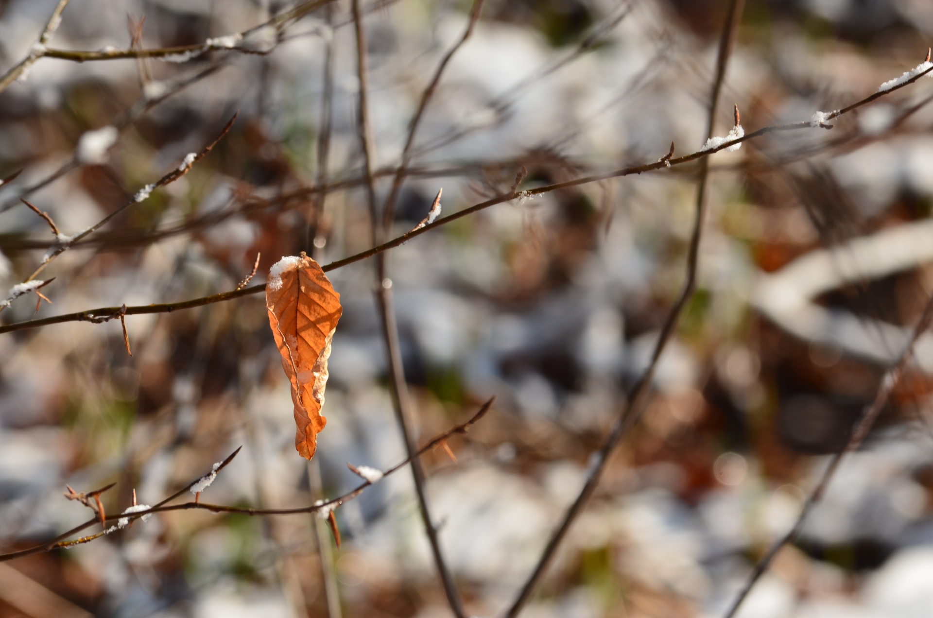 Wallpapers Nature Saisons - Winter 