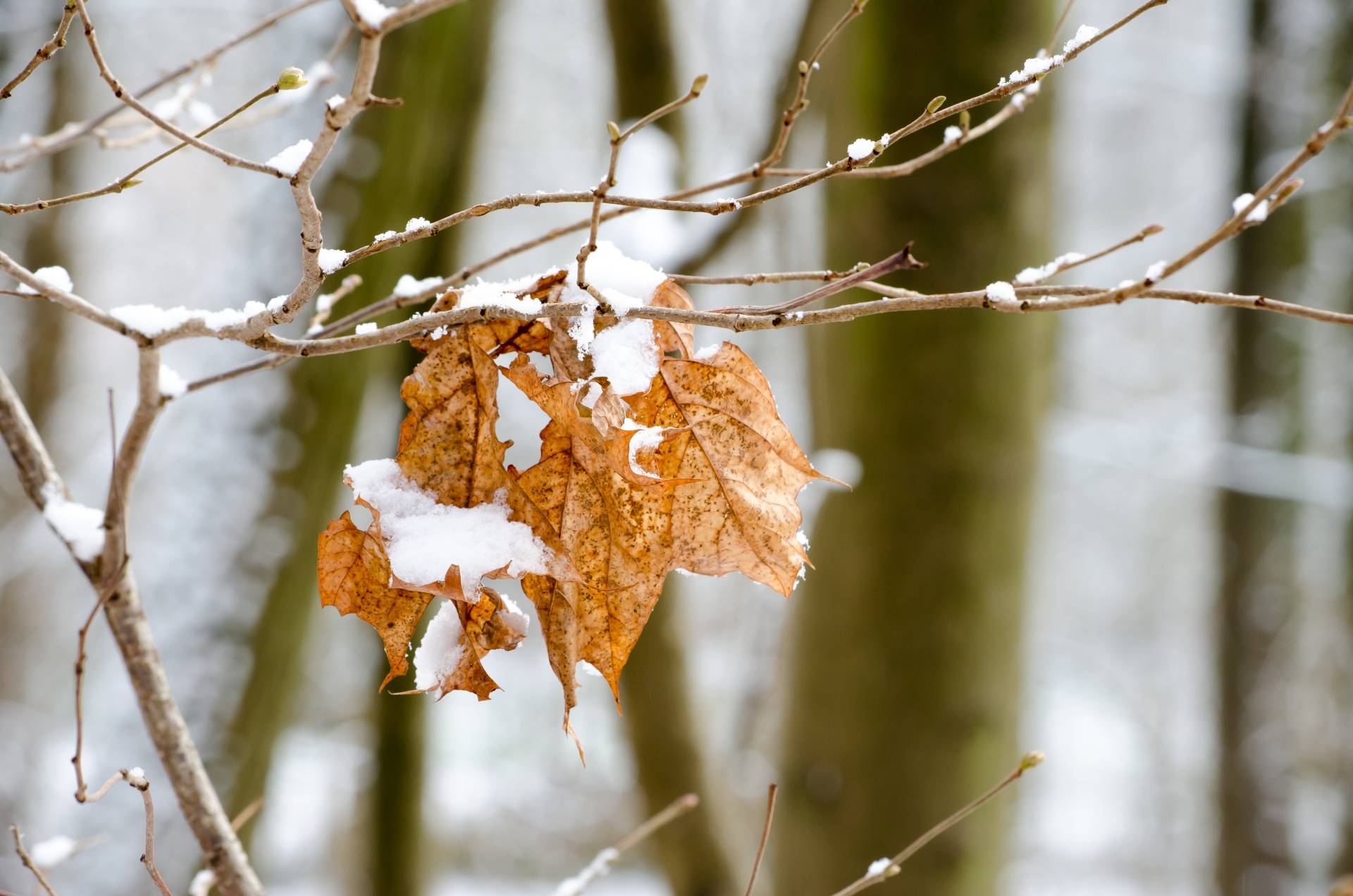 Wallpapers Nature Saisons - Winter 