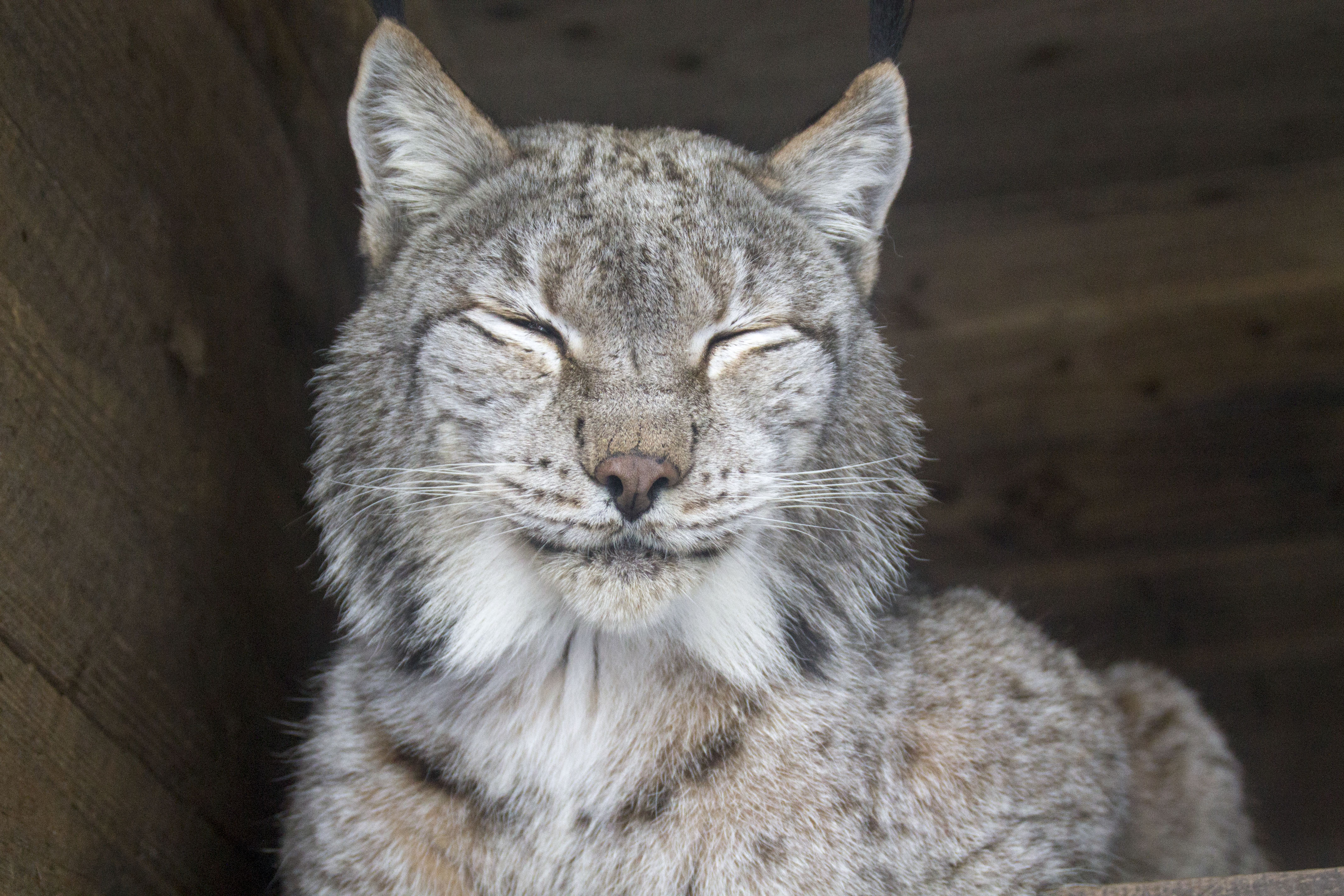 Wallpapers Animals Felines - Lynxs Lynx