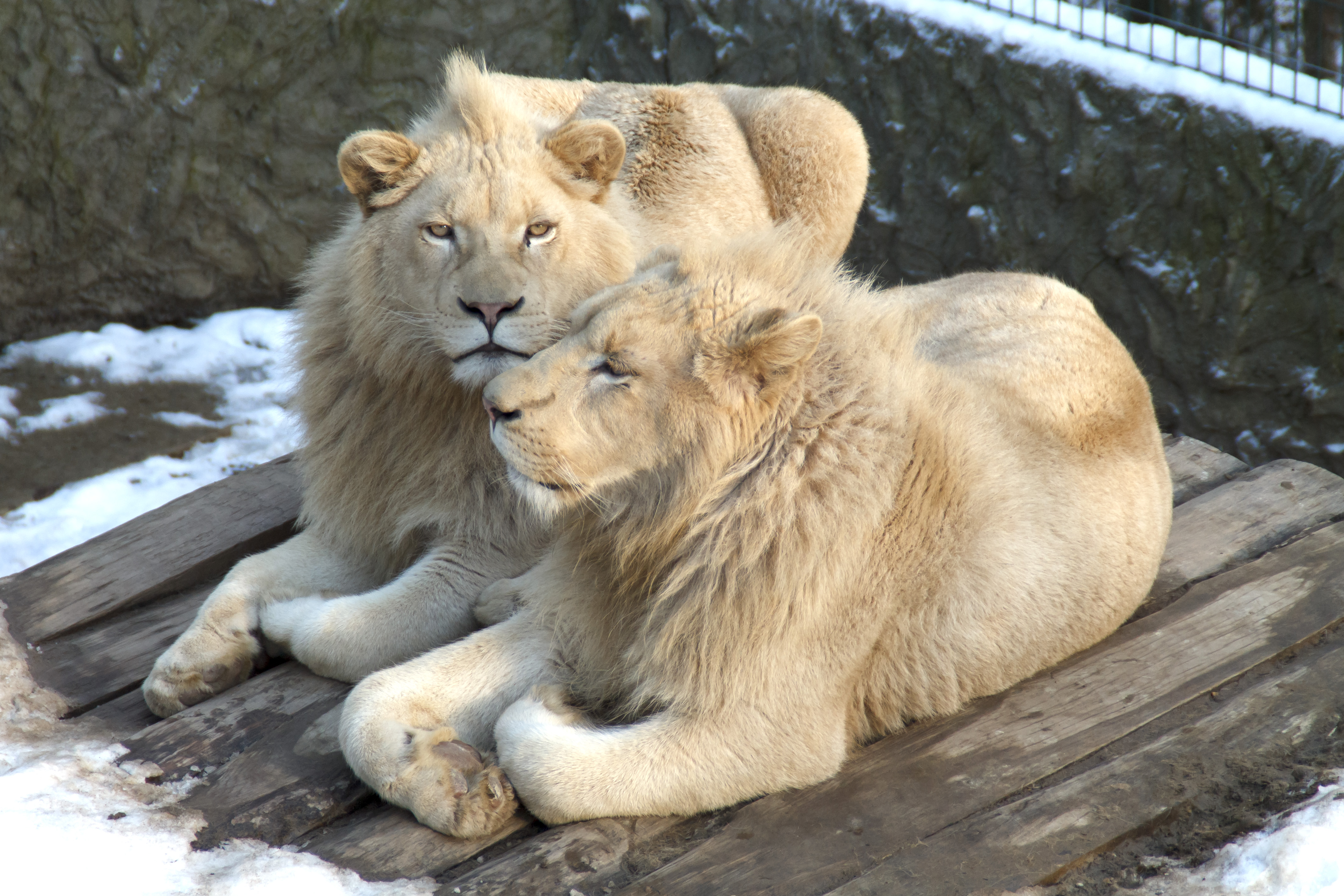 Fonds d'cran Animaux Félins - Lions Lions blancs