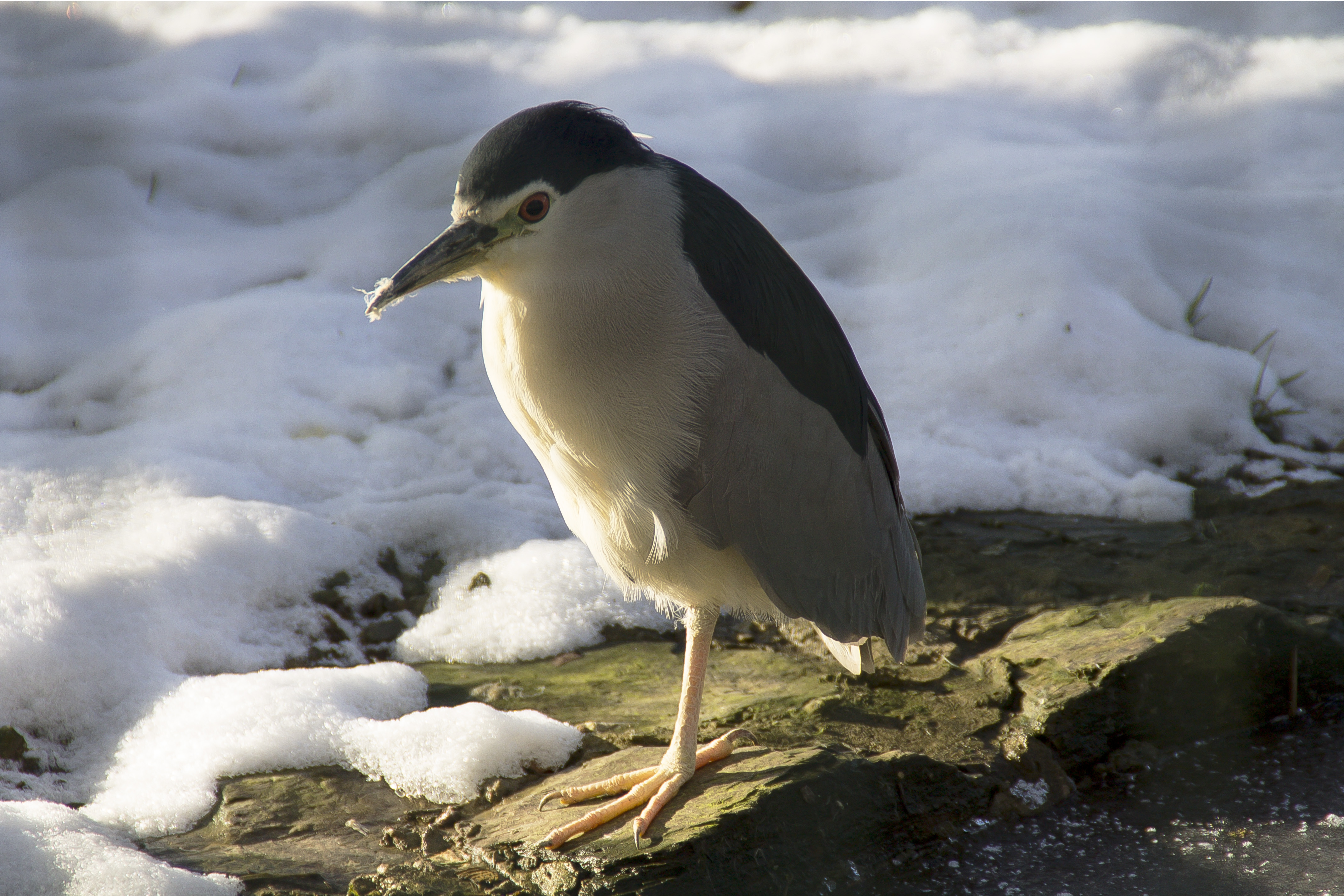 Wallpapers Animals Birds - Herons Héron Bihoreau