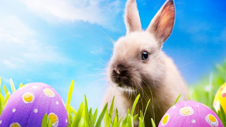 Wallpapers Digital Art Hollidays - Easter Wallpaper N331269