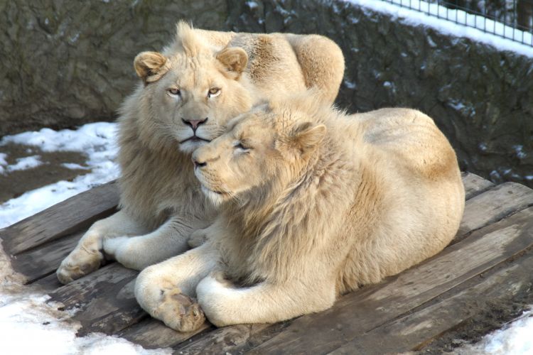 Wallpapers Animals Felines - Lions Lions blancs