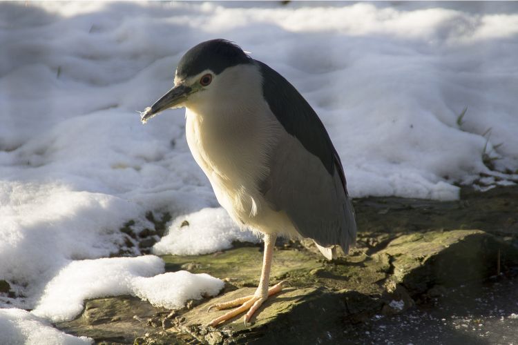 Wallpapers Animals Birds - Herons Hron Bihoreau