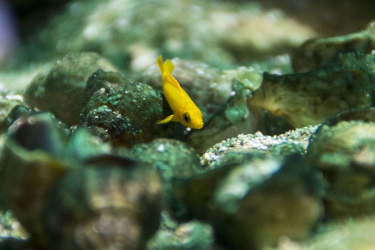 Fonds d'cran Animaux Vie marine - Poissons Petit poisson jaune