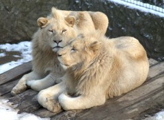  Animaux Lions blancs