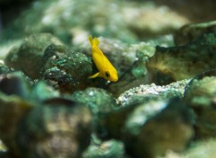  Animaux Petit poisson jaune