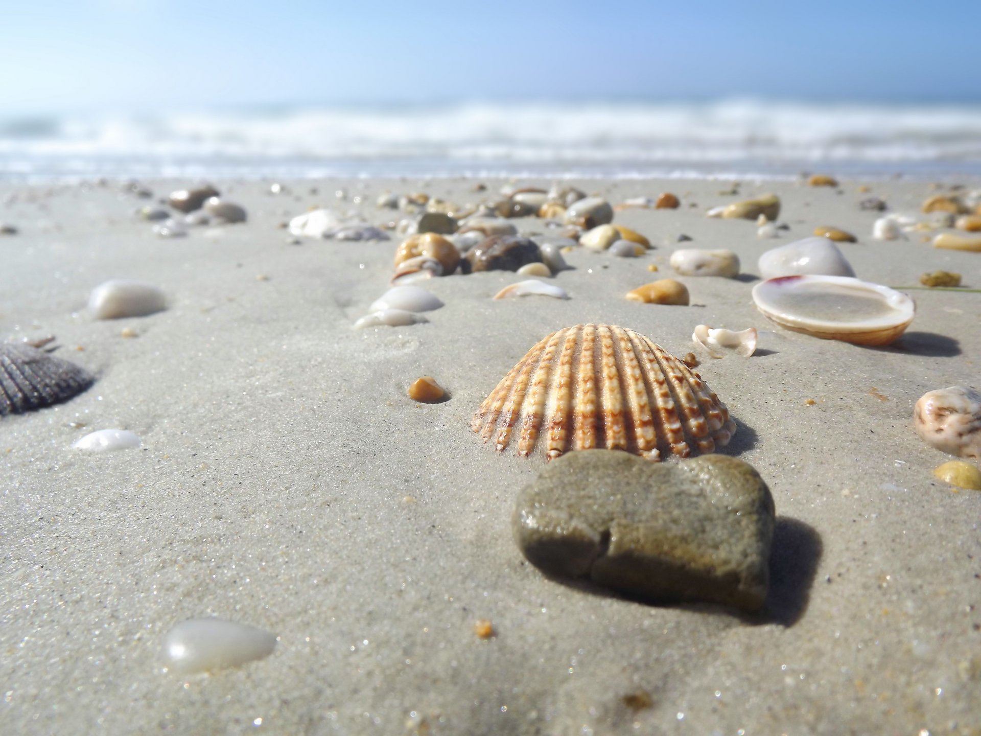 Wallpapers Nature Shells 