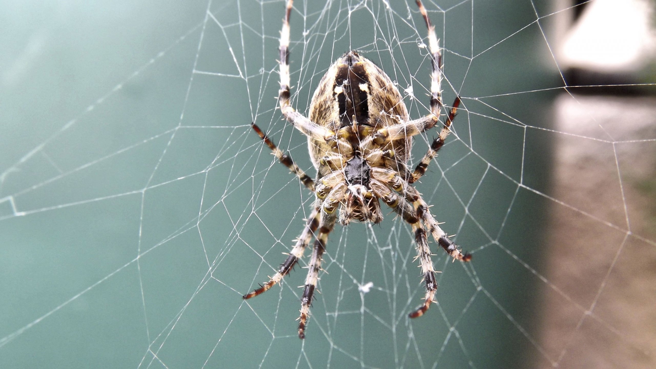 Fonds d'cran Animaux Araignes 