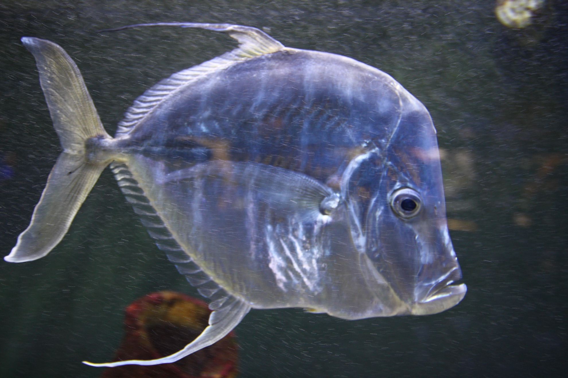 Fonds d'cran Animaux Vie marine - Poissons 