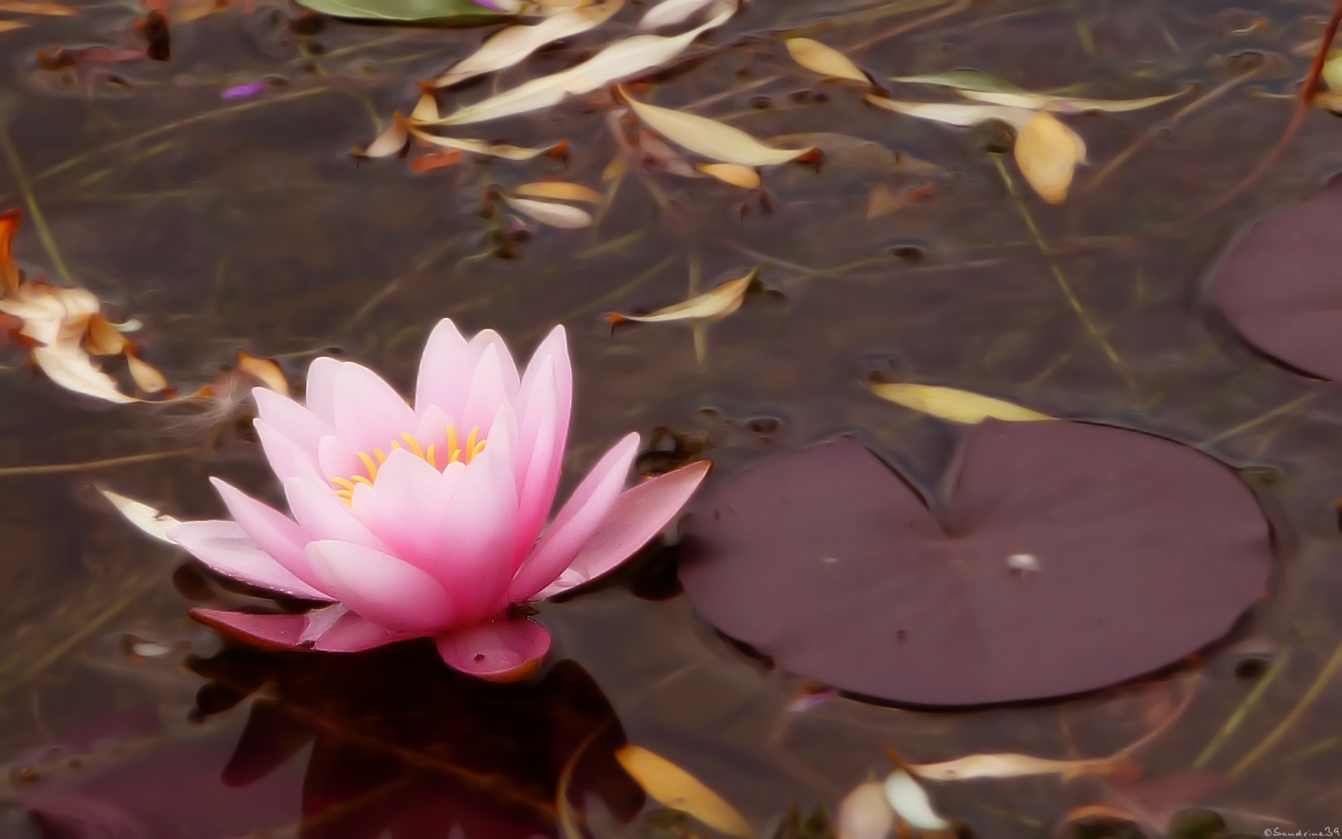 Fonds d'cran Nature Fleurs 