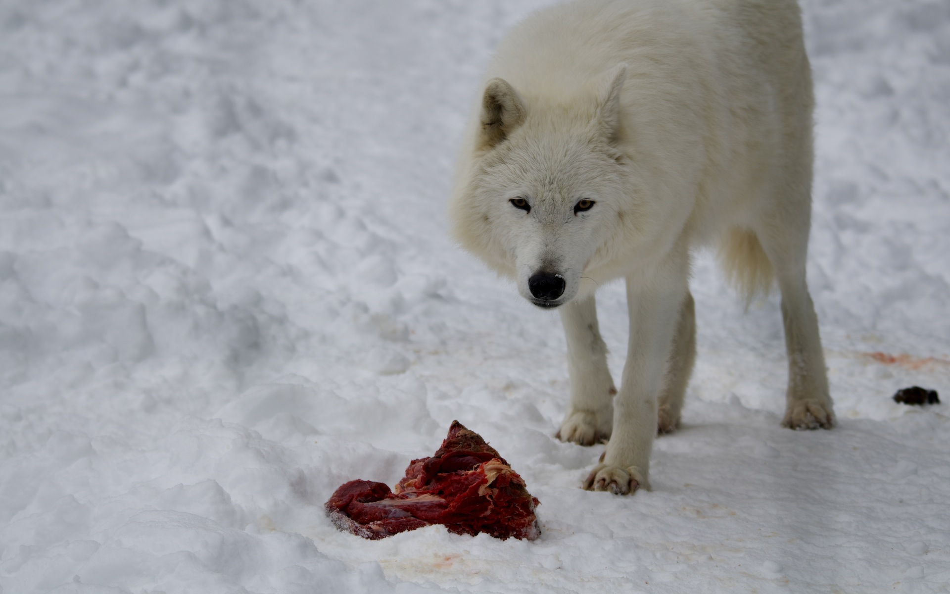 Wallpapers Animals Wolves 