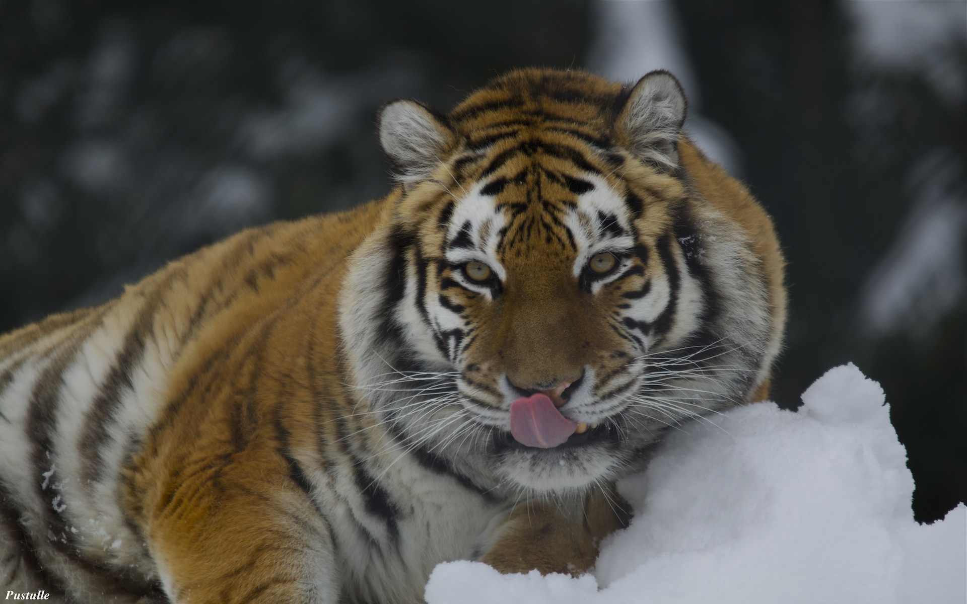 Wallpapers Animals Felines - Tigers 