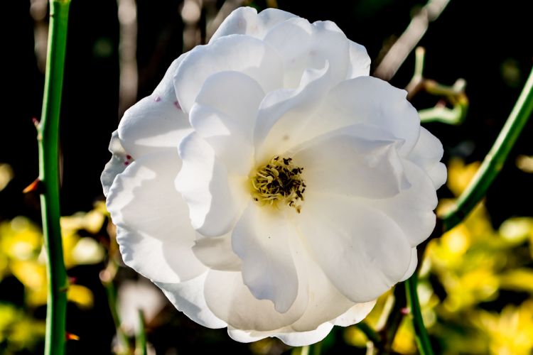 Fonds d'cran Nature Fleurs Rose blanche