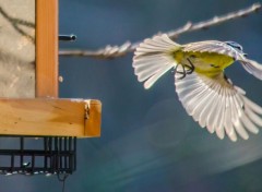  Animaux Image sans titre N331521