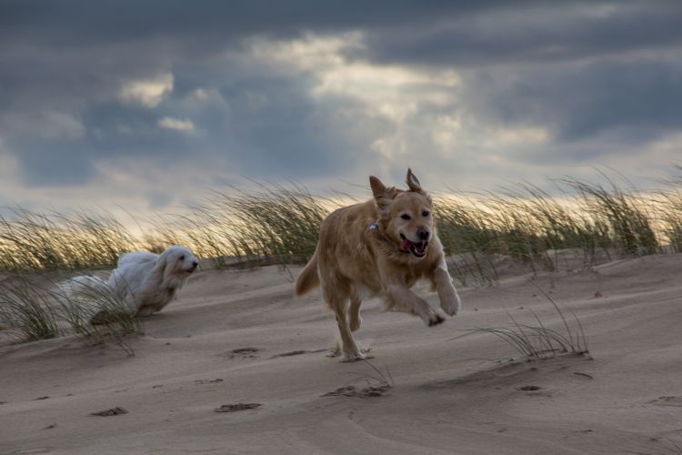 Wallpapers Animals Dogs balade sur la dune