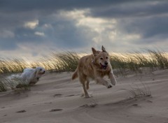  Animals balade sur la dune