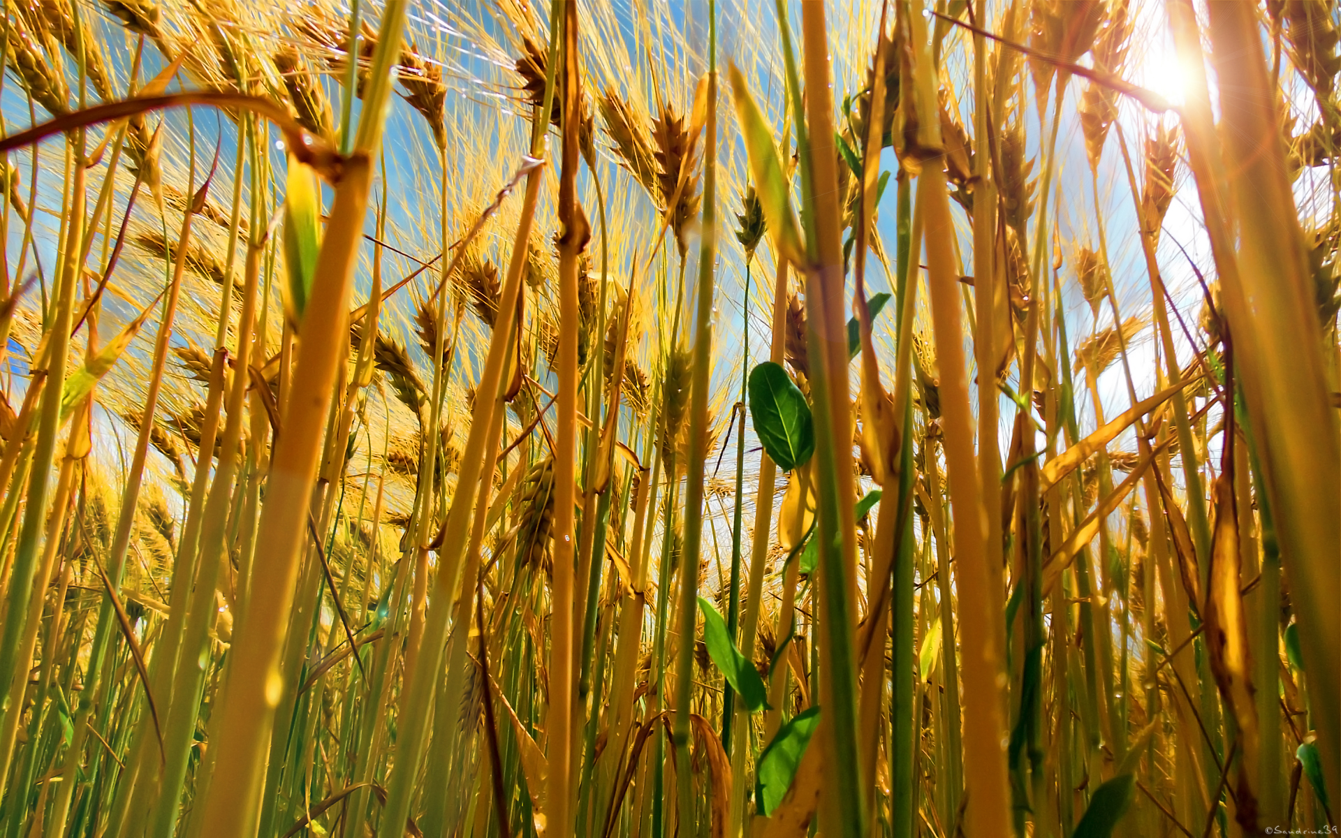 Fonds d'cran Nature Champs - Prairies 