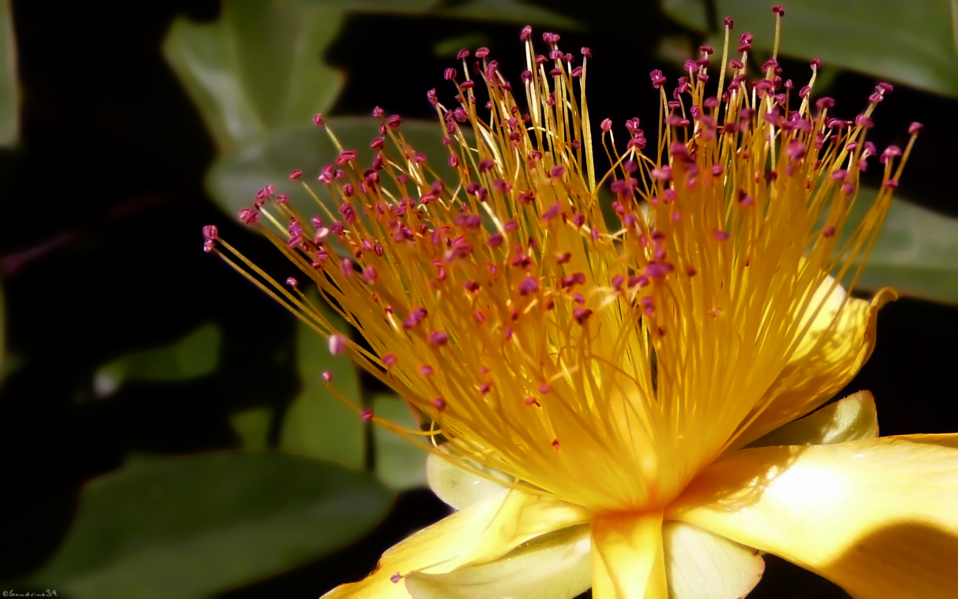 Fonds d'cran Nature Fleurs 