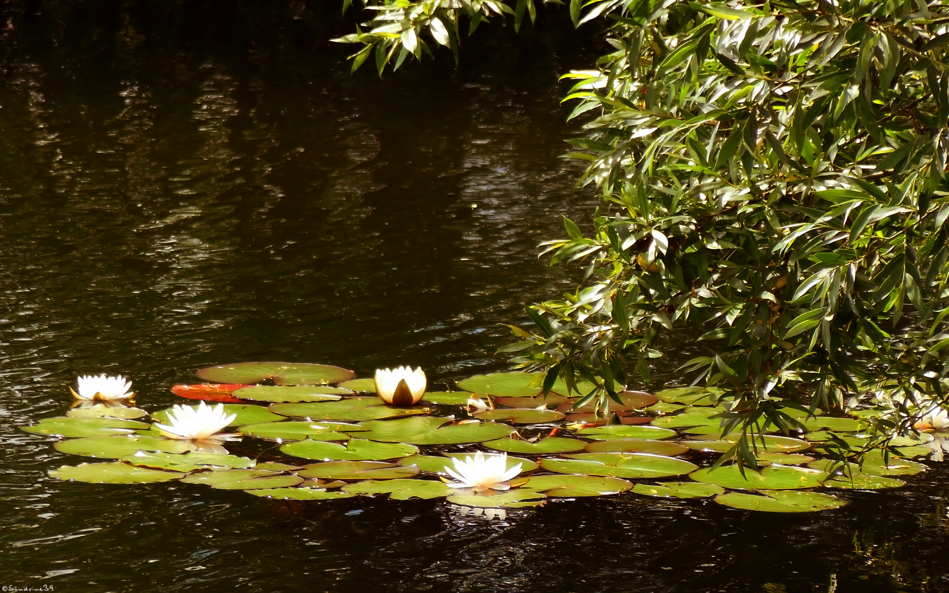 Wallpapers Nature Lakes - Ponds 