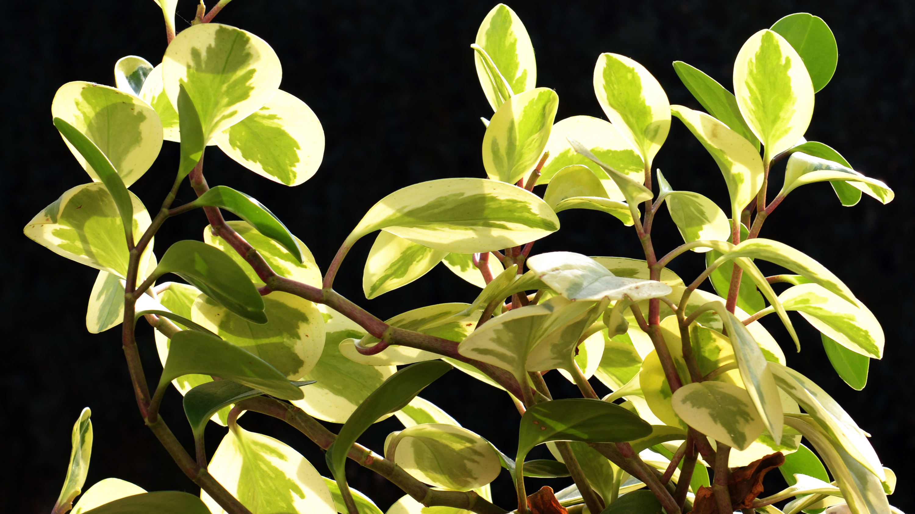 Wallpapers Nature Plants - Shrubs Technique du fond noir.