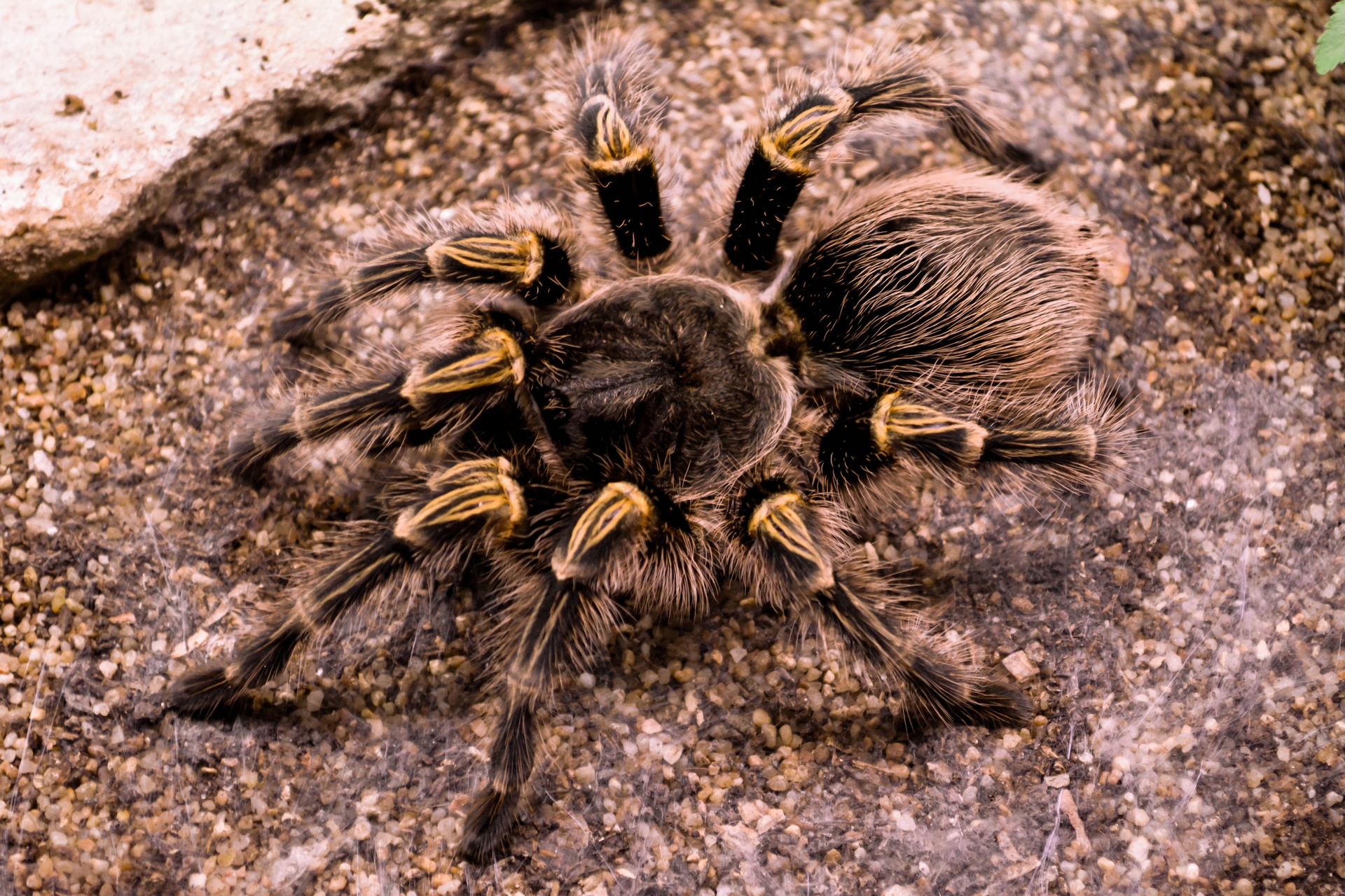 Fonds d'cran Animaux Araignes Jolie Migale