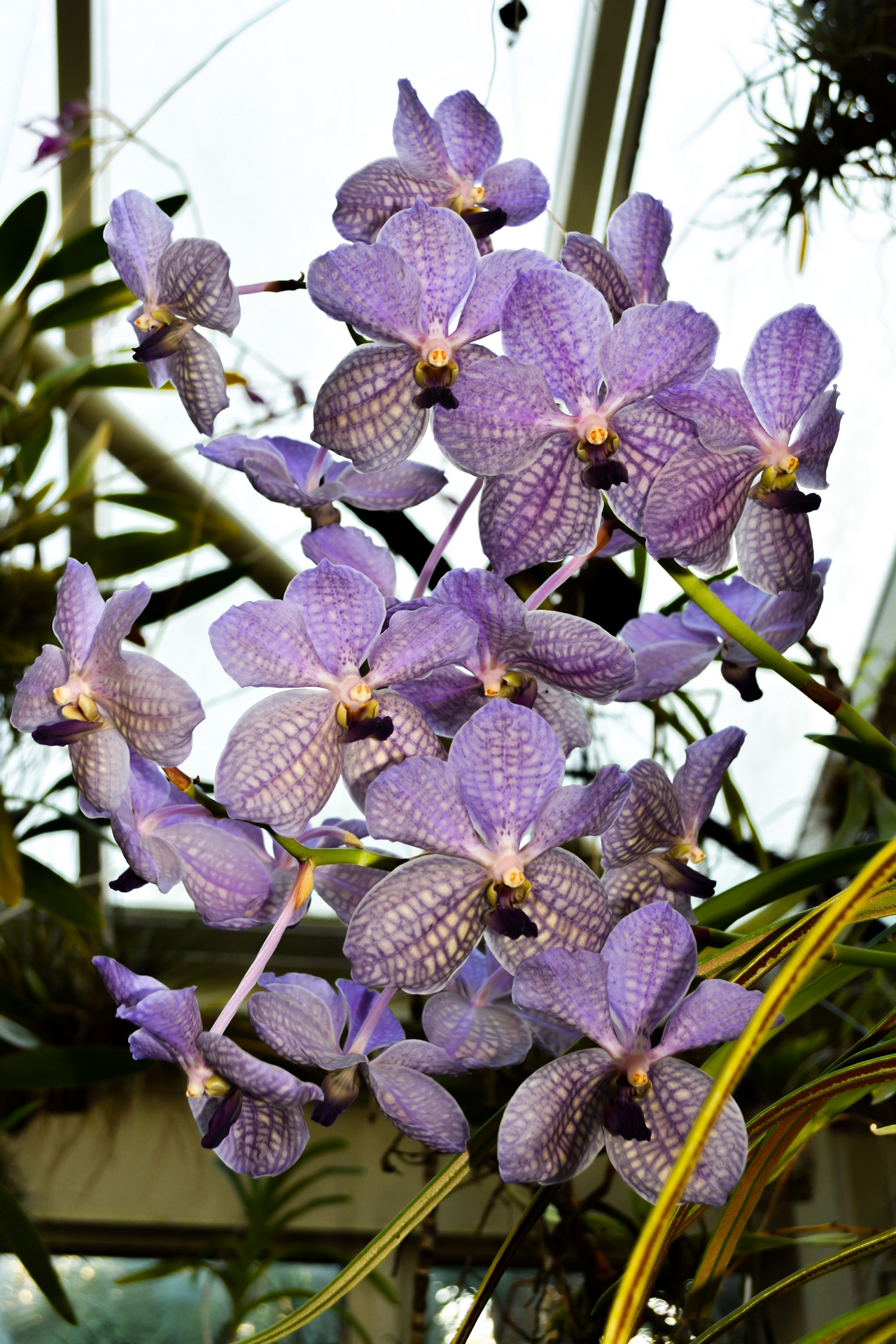 Wallpapers Nature Flowers Orchidées grappes violines