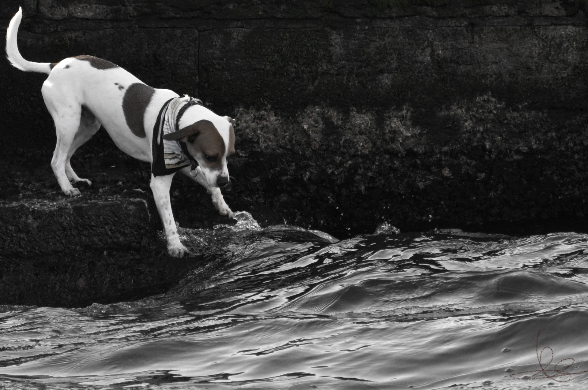 Wallpapers Animals Dogs Animaux  Venise