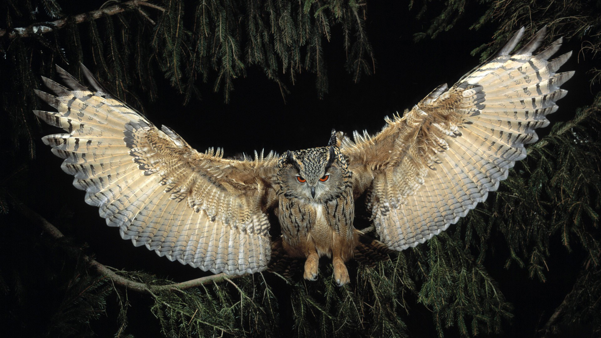 Fonds d'cran Animaux Oiseaux - Hiboux et Chouettes 