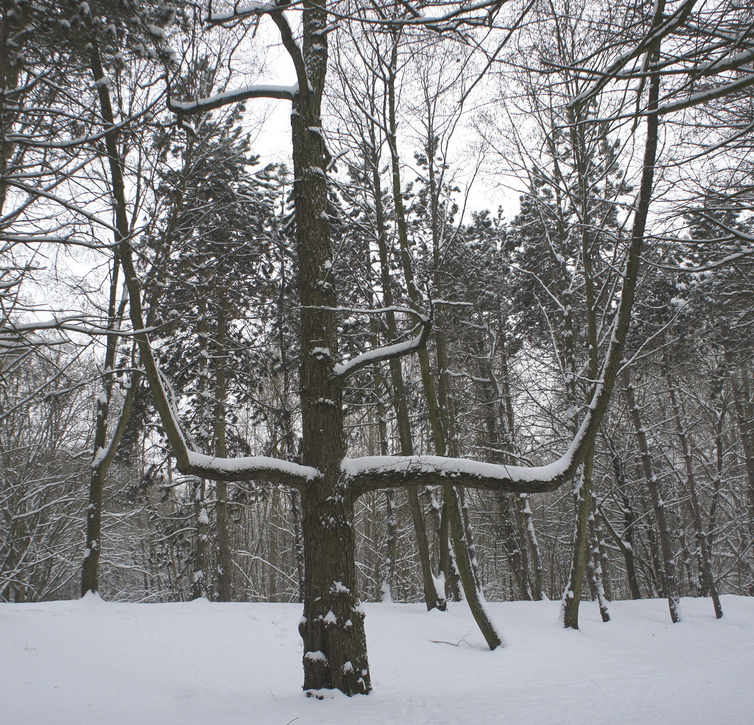 Wallpapers Nature Saisons - Winter La beauté du paysage sous la neige. 