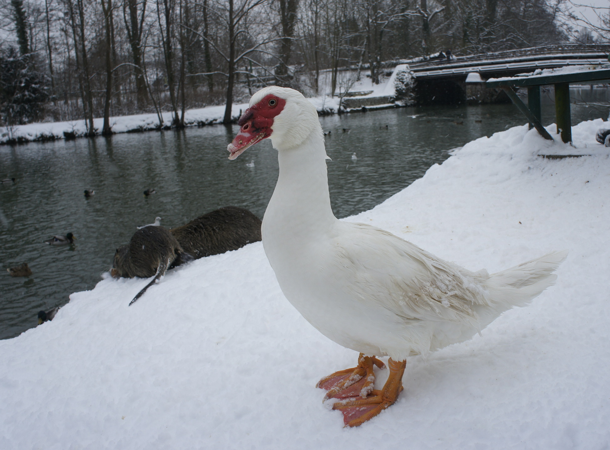 Fonds d'cran Animaux Oiseaux - Divers La beaut du paysage sous la neige. 