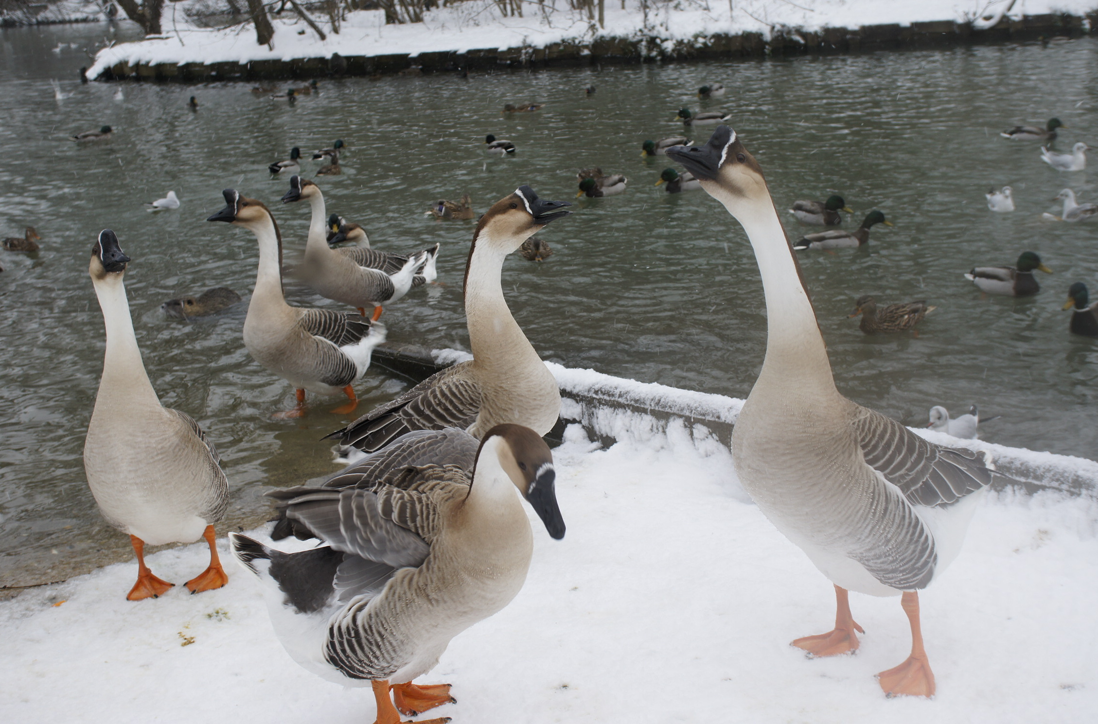 Fonds d'cran Animaux Oiseaux - Divers La beaut du paysage sous la neige. 