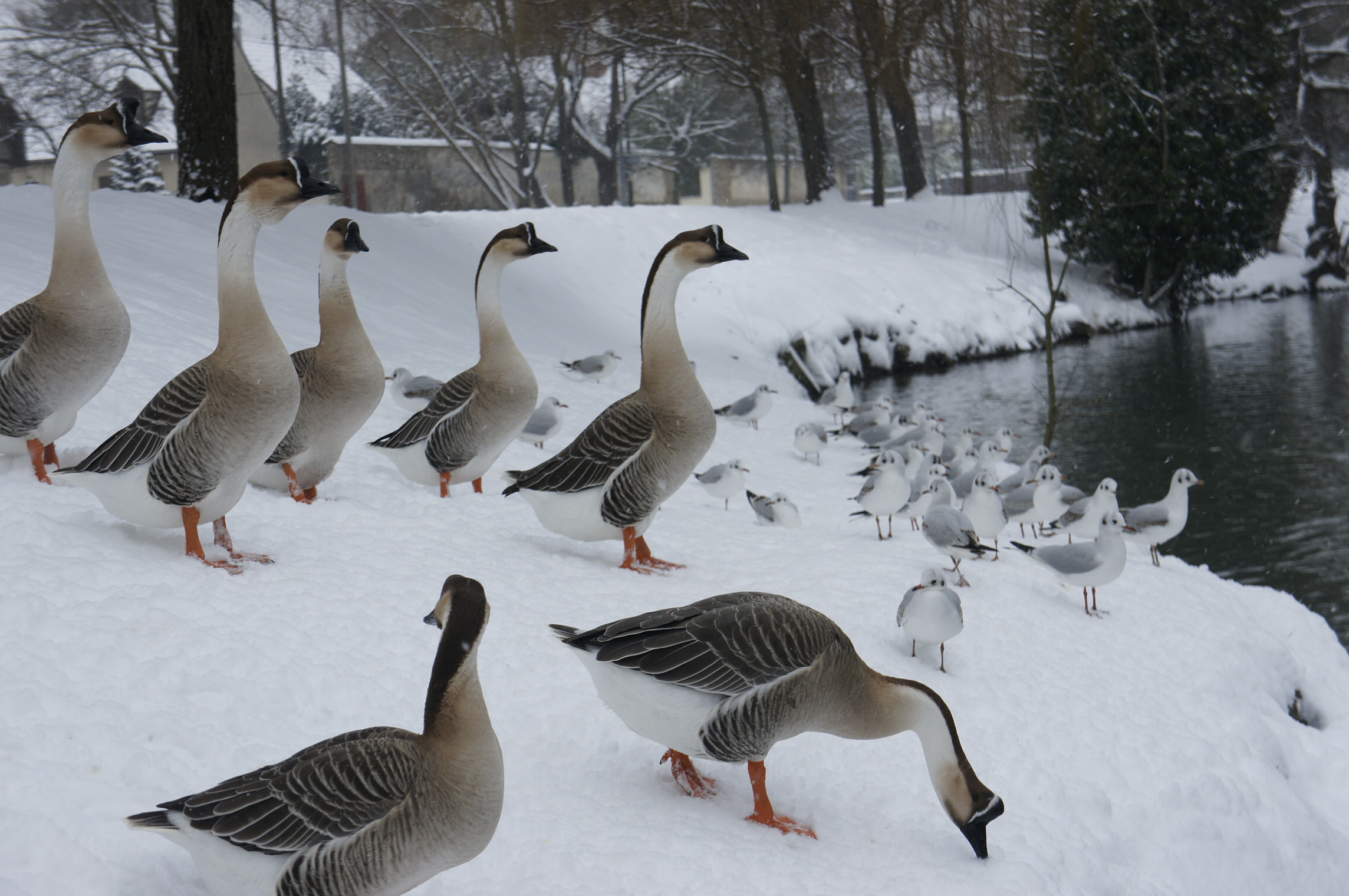 Fonds d'cran Animaux Oiseaux - Divers La beaut du paysage sous la neige. 