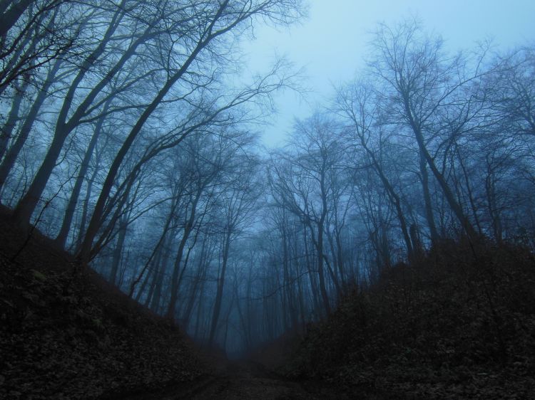 Fonds d'cran Nature Arbres - Forts Silent Forest