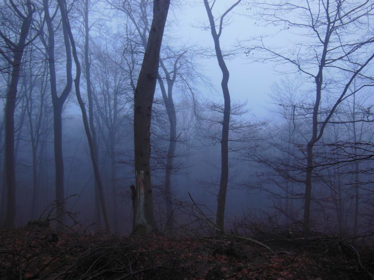 Fonds d'cran Nature Arbres - Forts Silent Forest