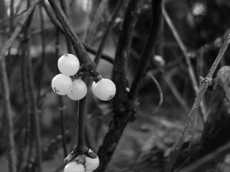 Fonds d'cran Nature Fruits Aurore 