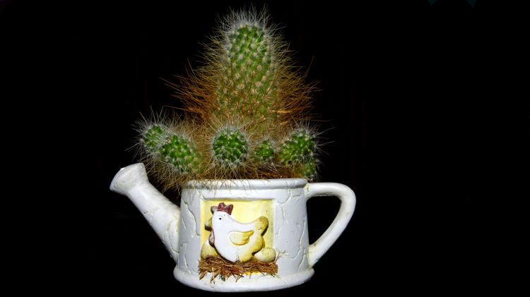 Fonds d'cran Nature Cactus Cactus en pot