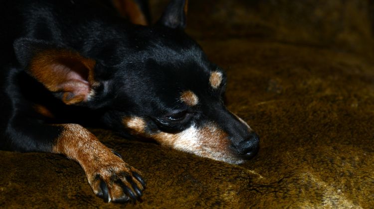 Fonds d'cran Animaux Chiens Ma petite chienne