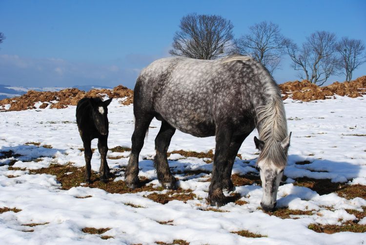 Fonds d'cran Animaux Chevaux chevaux dans la neige