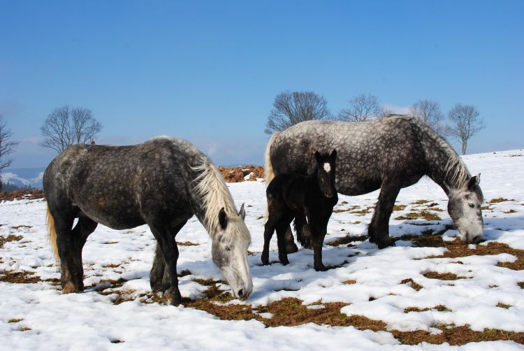 Fonds d'cran Animaux Chevaux chevaux dans la neige