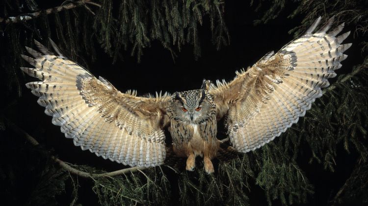 Fonds d'cran Animaux Oiseaux - Hiboux et Chouettes Wallpaper N331963