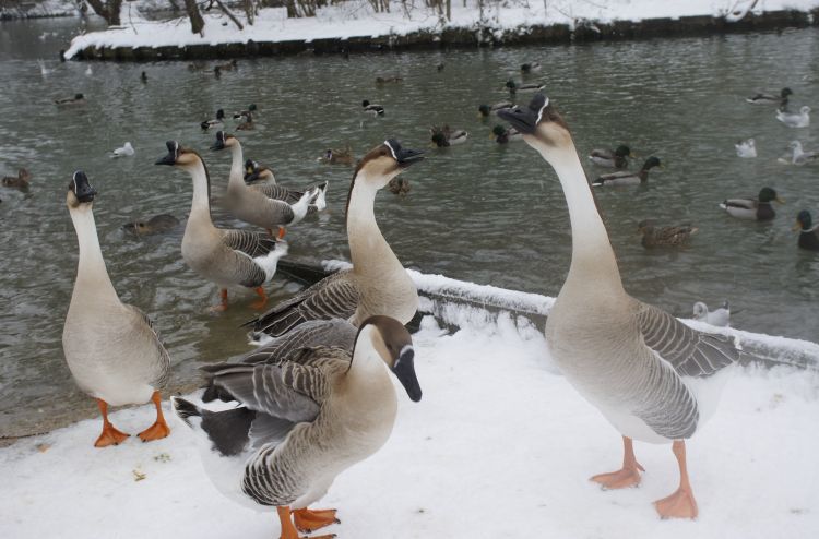 Fonds Décran Animaux Fonds Décran Oiseaux Divers La