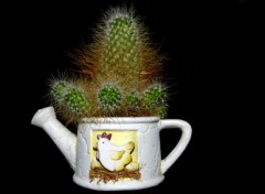  Nature Cactus en pot