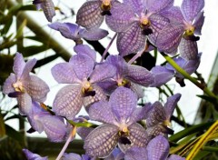  Nature Orchidées grappes violines