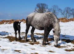  Animaux chevaux dans la neige