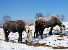  Animaux chevaux dans la neige