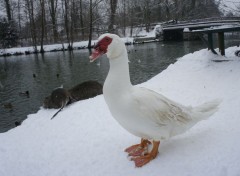  Animals La beaut du paysage sous la neige. 